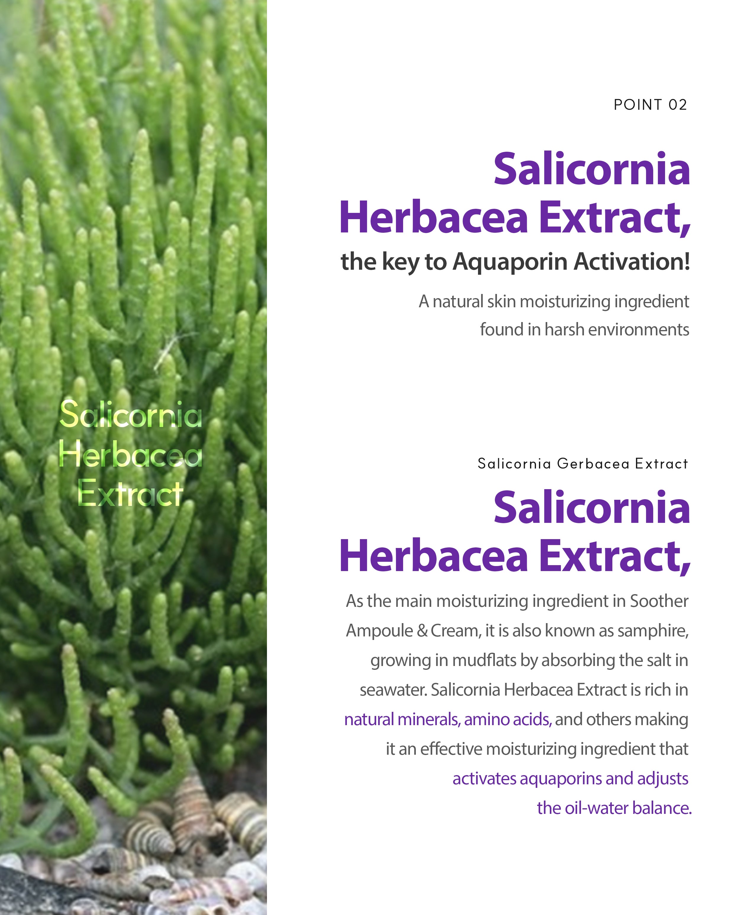 Dr. Sante Azulene Soother Ampoule