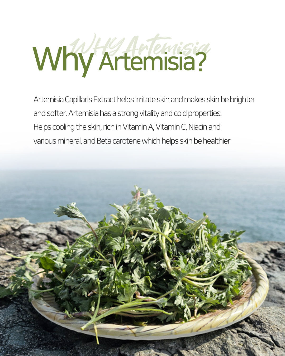 Dr. Sante Artemisia AKA Toner